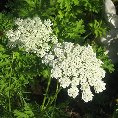 Wild Carrot Flower Seeds - Edible, Low Maintenance, Attracts Pollinators, Outdoor 30 Pcs Green Flower Seeds