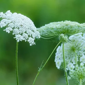 Alternative view of Wild Carrot Flower Seeds - Edible, Low Maintenance, Attracts Pollinators, Outdoor 30 Pcs Green Flower Seeds