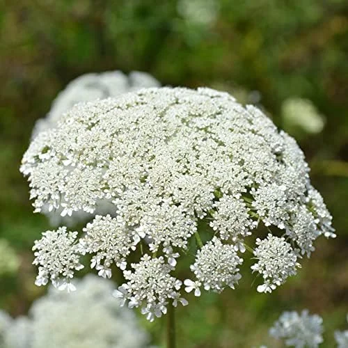 Wild Carrot Flower Seeds - Edible, Low Maintenance, Attracts Pollinators, Outdoor 30 Pcs Green Flower Seeds - Image 3