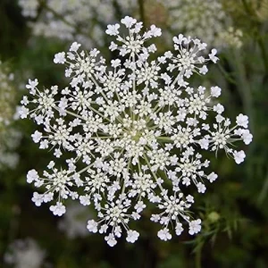 Wild Carrot Flower Seeds - Edible, Low Maintenance, Attracts Pollinators, Outdoor 30 Pcs Green Flower Seeds - Image 4