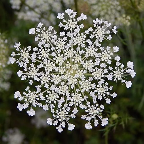 Wild Carrot Flower Seeds - Edible, Low Maintenance, Attracts Pollinators, Outdoor 30 Pcs Green Flower Seeds - Image 4