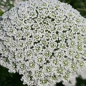Wild Carrot Flower Seeds - Edible, Low Maintenance, Attracts Pollinators, Outdoor 30 Pcs Green Flower Seeds - Image 5