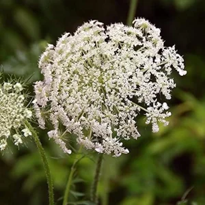 Wild Carrot Flower Seeds - Edible, Low Maintenance, Attracts Pollinators, Outdoor 30 Pcs Green Flower Seeds - Image 6