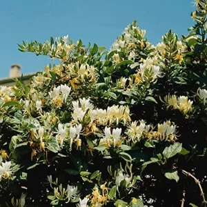 Winter Honeysuckle Seeds Lonicera Fragrantissima Deciduous Shrub Fragrant White Flowers 150 Pcs