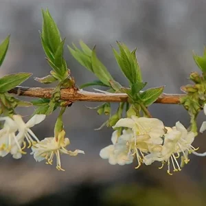 Alternative view of Winter Honeysuckle Seeds Lonicera Fragrantissima Deciduous Shrub Fragrant White Flowers 150 Pcs
