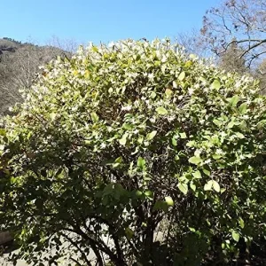 Winter Honeysuckle Seeds Lonicera Fragrantissima Deciduous Shrub Fragrant White Flowers 150 Pcs - Image 3
