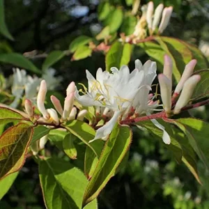 Winter Honeysuckle Seeds Lonicera Fragrantissima Deciduous Shrub Fragrant White Flowers 150 Pcs - Image 4