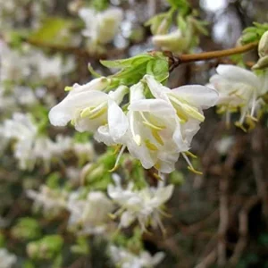 Winter Honeysuckle Seeds Lonicera Fragrantissima Deciduous Shrub Fragrant White Flowers 150 Pcs - Image 5