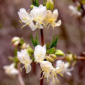 Winter Honeysuckle Seeds Lonicera Fragrantissima Deciduous Shrub Fragrant White Flowers 150 Pcs - Image 6