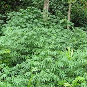 Alternative view of Yuca Seeds Manihot Esculenta Vegetable Seeds, 5 Pcs, Green, Heirloom, Outdoor Planting