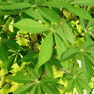 Yuca Seeds Manihot Esculenta Vegetable Seeds, 5 Pcs, Green, Heirloom, Outdoor Planting - Image 3