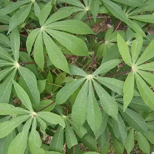 Yuca Seeds Manihot Esculenta Vegetable Seeds, 5 Pcs, Green, Heirloom, Outdoor Planting - Image 4