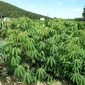 Yuca Seeds Manihot Esculenta Vegetable Seeds, 5 Pcs, Green, Heirloom, Outdoor Planting - Image 5