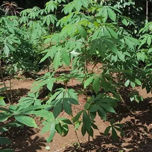 Yuca Seeds Manihot Esculenta Vegetable Seeds, 5 Pcs, Green, Heirloom, Outdoor Planting - Image 6