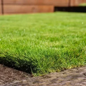 Zoysia Grass Seeds Warm-Season, Dense Carpet-Like Growth, Fine Texture, Durable Lawn & Landscape Applications, 1/8 lb, Brown, GMO Free