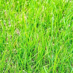 Alternative view of Zoysia Grass Seeds Warm-Season, Dense Carpet-Like Growth, Fine Texture, Durable Lawn & Landscape Applications, 1/8 lb, Brown, GMO Free