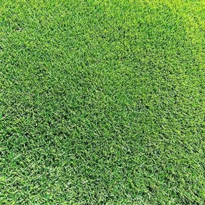 Zoysia Grass Seeds Warm-Season, Dense Carpet-Like Growth, Fine Texture, Durable Lawn & Landscape Applications, 1/8 lb, Brown, GMO Free - Image 3