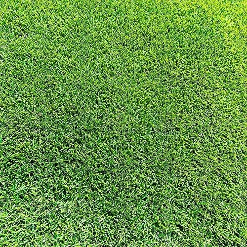 Zoysia Grass Seeds Warm-Season, Dense Carpet-Like Growth, Fine Texture, Durable Lawn & Landscape Applications, 1/8 lb, Brown, GMO Free - Image 3