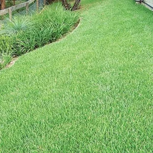 Zoysia Grass Seeds Warm-Season, Dense Carpet-Like Growth, Fine Texture, Durable Lawn & Landscape Applications, 1/8 lb, Brown, GMO Free - Image 4