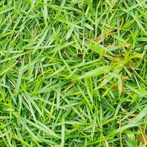 Zoysia Grass Seeds Warm-Season, Dense Carpet-Like Growth, Fine Texture, Durable Lawn & Landscape Applications, 1/8 lb, Brown, GMO Free - Image 5