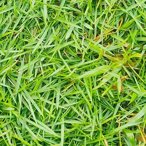 Zoysia Grass Seeds Warm-Season, Dense Carpet-Like Growth, Fine Texture, Durable Lawn & Landscape Applications, 1/8 lb, Brown, GMO Free - Image 5