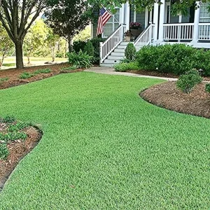 Zoysia Grass Seeds Warm-Season, Dense Carpet-Like Growth, Fine Texture, Durable Lawn & Landscape Applications, 1/8 lb, Brown, GMO Free - Image 6