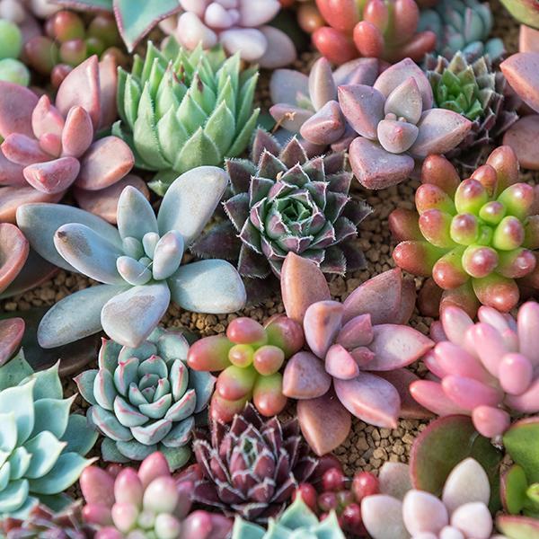 Succulents