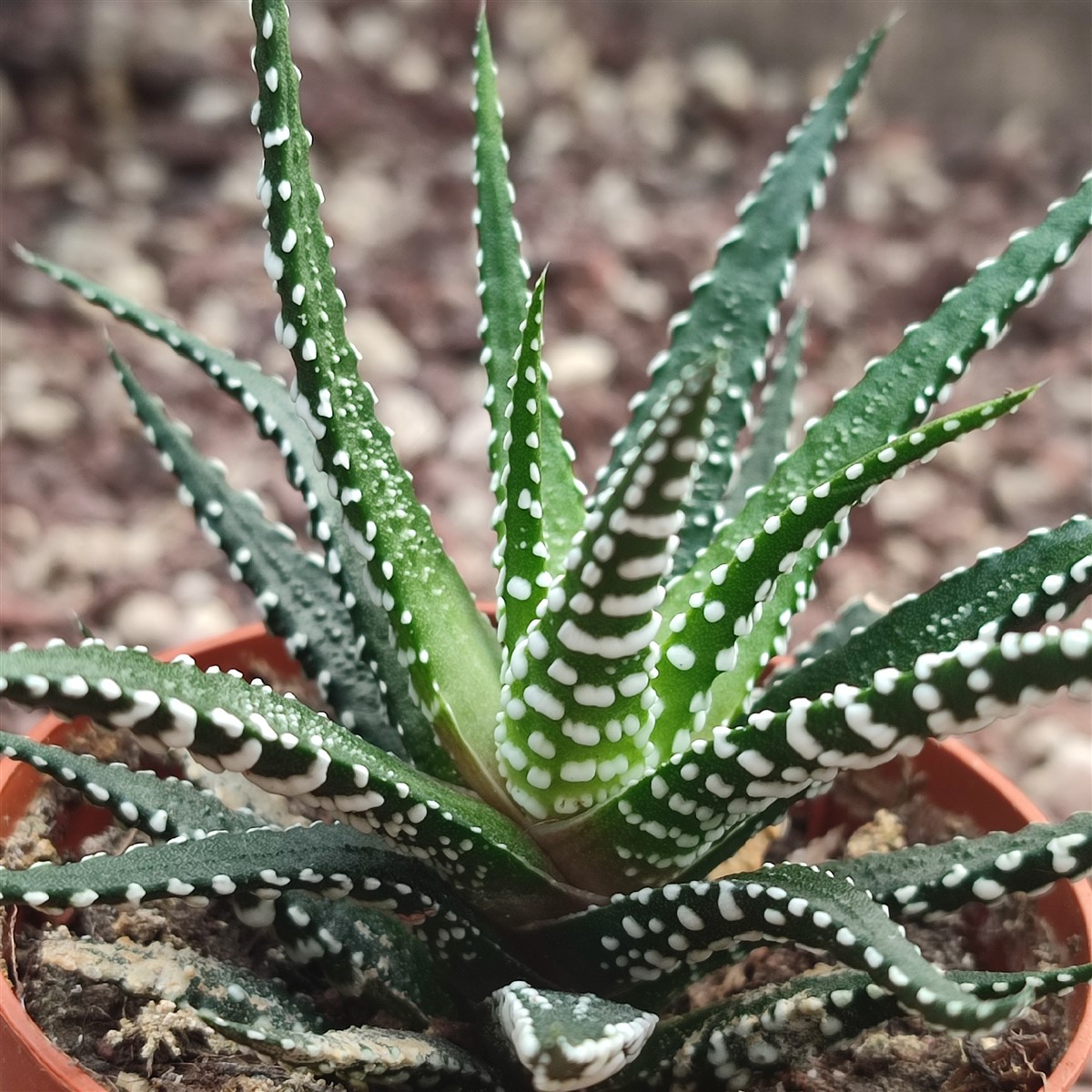 Haworthia