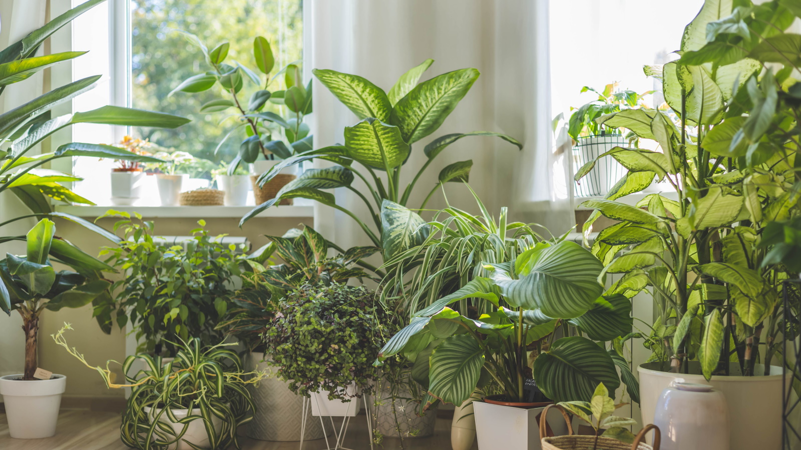 HousePlants