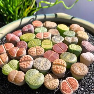 Hoya Carnosa Seeds Wax Plant - 100 Pcs Flower Seeds for Attractive Waxy Foliage & Fragrant Star-Shaped Flowers - Low-Maintenance Houseplant for Hanging Baskets