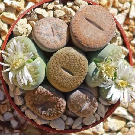 Lithops