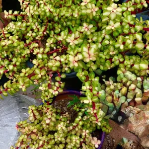Alternative view of Rare Variegated Pink Elephant Bush – Live Plant – 2” & 4” Pots – Indoor/Outdoor