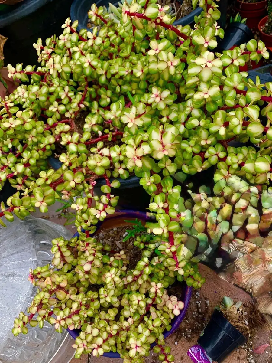 Rare Variegated Pink Elephant Bush – Live Plant – 2” & 4” Pots – Indoor/Outdoor - Image 2