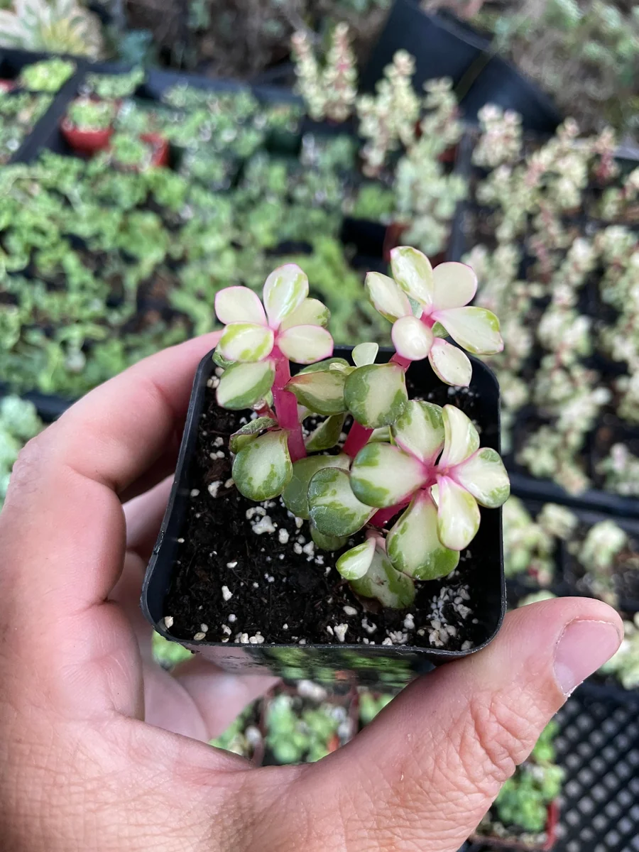 Rare Variegated Pink Elephant Bush – Live Plant – 2” & 4” Pots – Indoor/Outdoor - Image 3