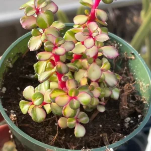 Rare Variegated Pink Elephant Bush – Live Plant – 2” & 4” Pots – Indoor/Outdoor - Image 5