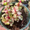 Rare Variegated Pink Elephant Bush – Live Plant – 2” & 4” Pots – Indoor/Outdoor