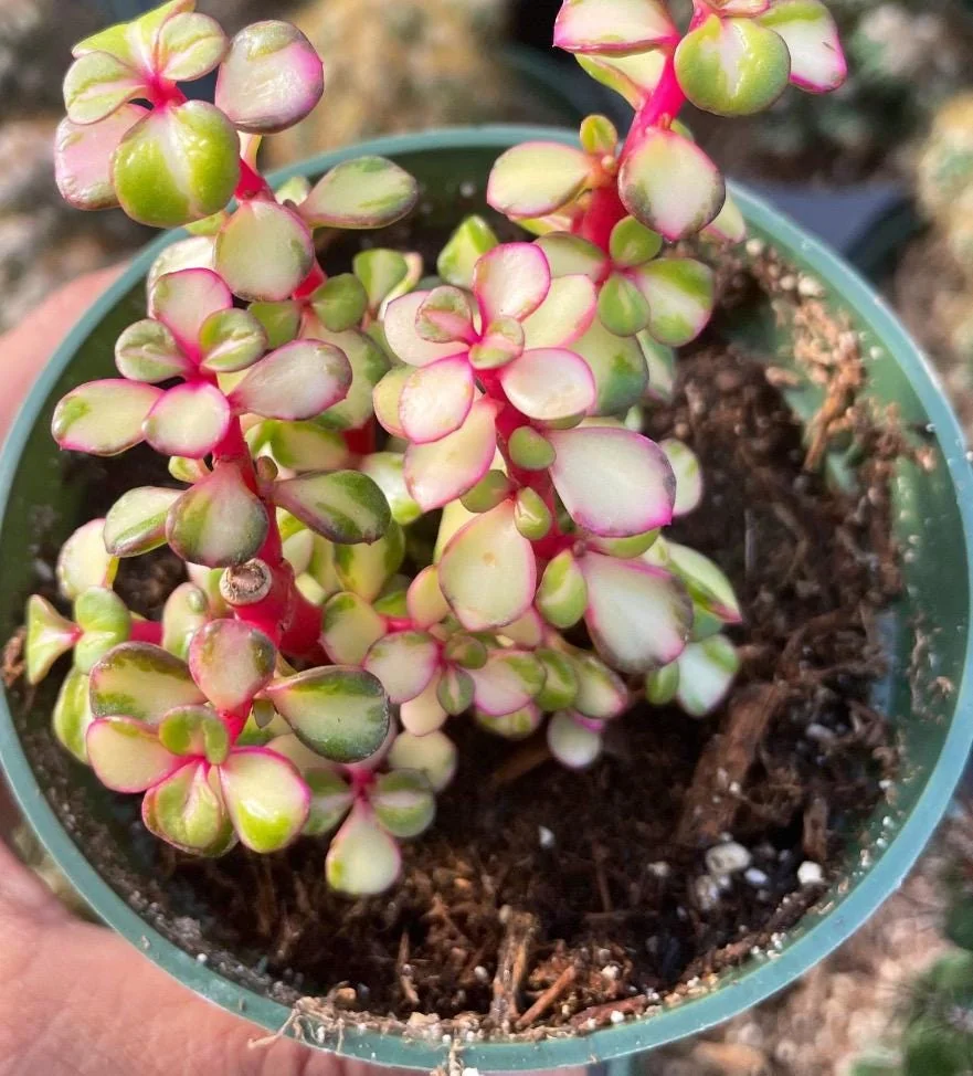 Rare Variegated Pink Elephant Bush – Live Plant – 2” & 4” Pots – Indoor/Outdoor
