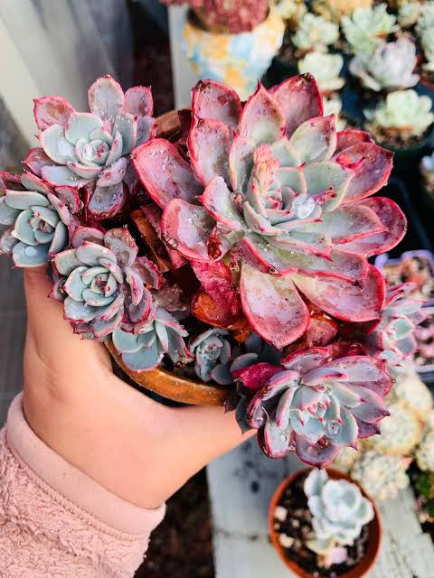 succulents